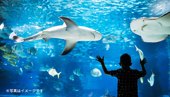 須磨水族園改修プロジェクト